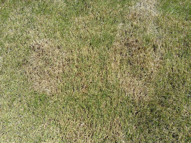 ブラウンパッチ