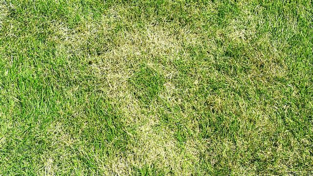 ブラウンパッチ